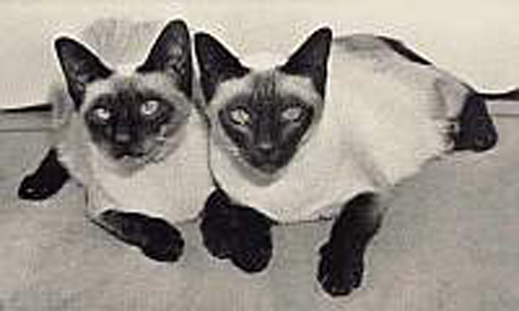 3 - DoneraileDiane_Debutante