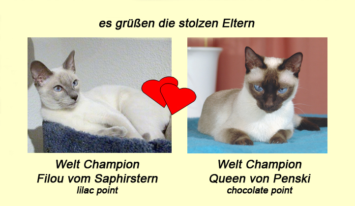 Eltern-Portrait Filou & Queen Wurf C