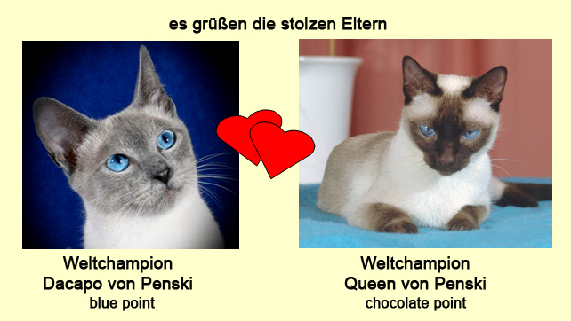 Eltern-Portraits Wurf E Kopie