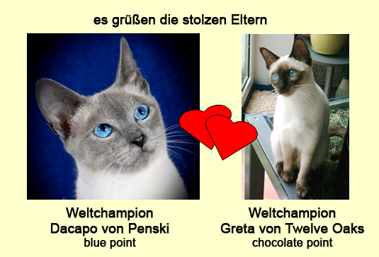 Eltern-Portraits Wurf F Kopie