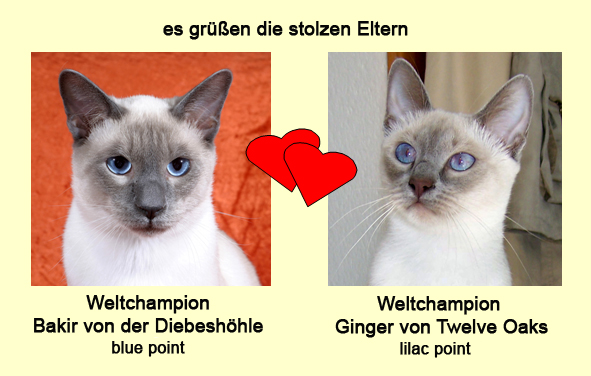 Eltern-Portraits Wurf G Kopie
