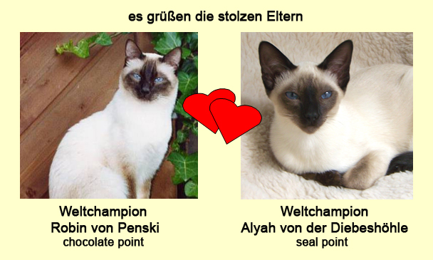 Eltern-Portraits Wurf H Kopie