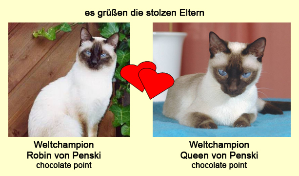 Eltern-Portraits Wurf J Kopie
