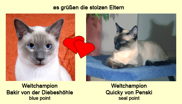 Eltern-Portraits Wurf i Kopie