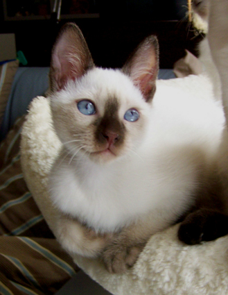 Jazzy 01-2010