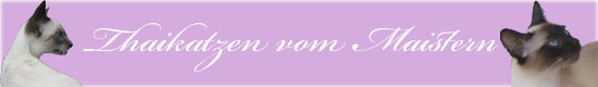 Maistern-Banner