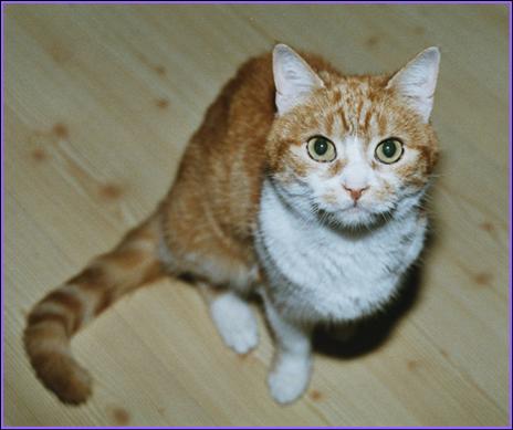 Nicky
