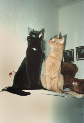 Oskar & Sissi - 1 Jahr alt