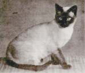 2 - Bonzo