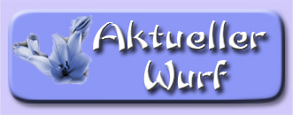 button_aktueller_wurf