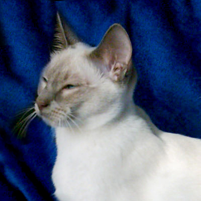 ginger_katze