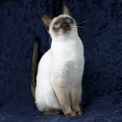 greta_katze