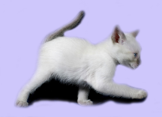 kitten_startseite