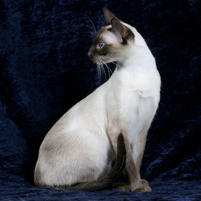 queen_katze