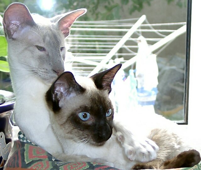 quincy_und_calimero3